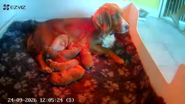 Excellent cockerpoo puppies