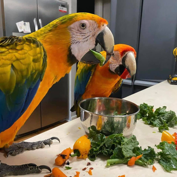 Blue & Gold Macaw &ndash; UK (Hand-Reared, Premium Companion)