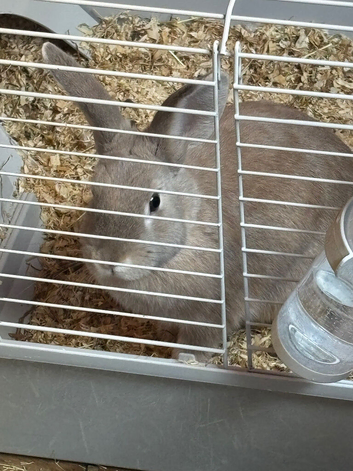 FEMALE RABBIT