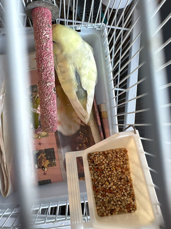 Female budgie for sale 2yrs