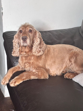 Beautiful kc gold cocker spaniel bitch