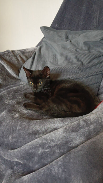 Female kitten