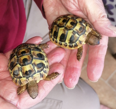 Baby Mediterranean Hermanns & Spur Thigh Tortoises with full set-up