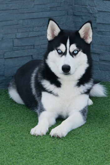 Siberian husky stud