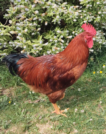 Rooster for new home