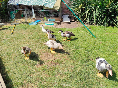 Muscovy males