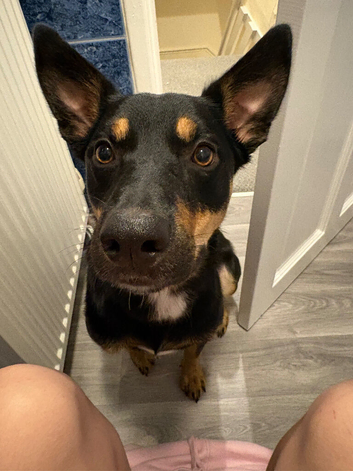 Kelpie x Border Collie 11 Month Old Puppy Rehome