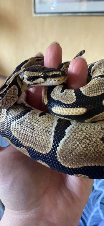 Young ball python