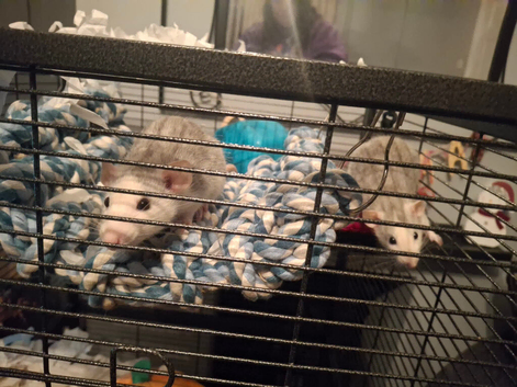 Female rats
