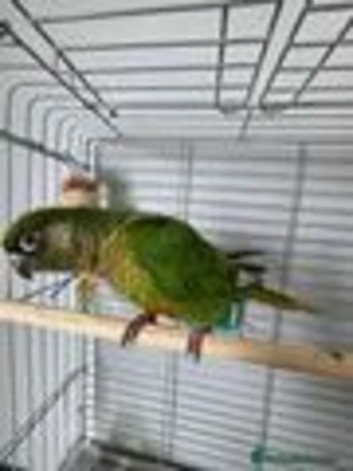 For sale male conure