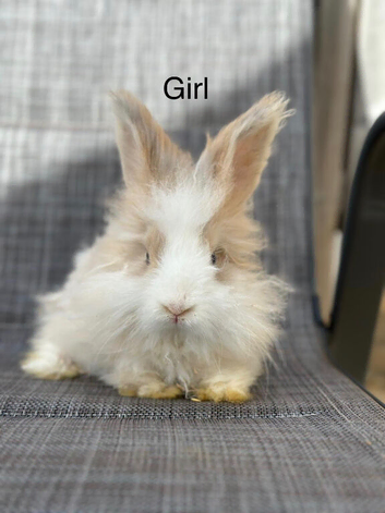 Pure bred Angora