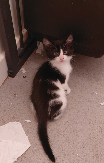 Ready to go lovely friendly kittens