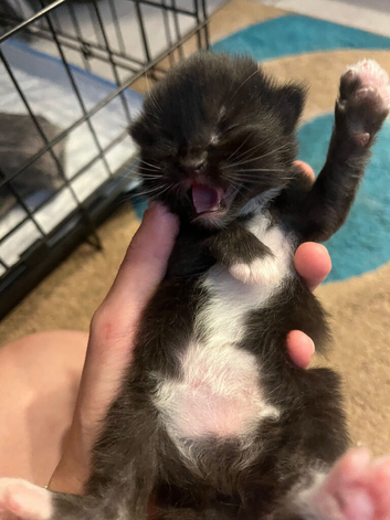 Long hair Kittens for sale