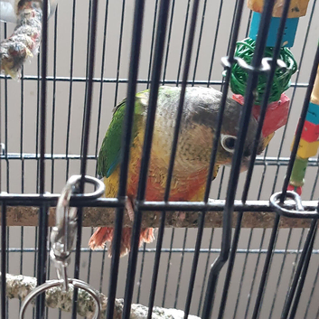 Pineapple / Green Cheek baby Conures