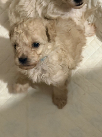 Beautiful toy poodle puppies! Edinburgh