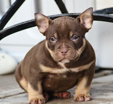 Beautiful American bully puppies 1 girl