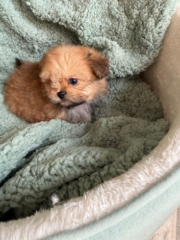 Rare healthy Shirarian puppies health checked