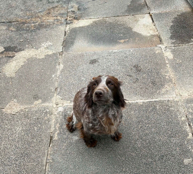 cocker spaniel girl