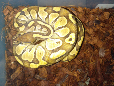 have a few 25 babys needing homes