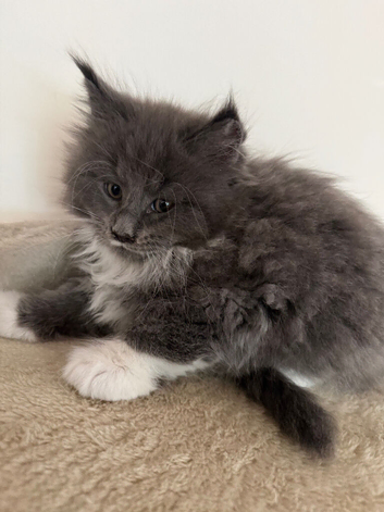 Mainecoon kittens - TICA Registered