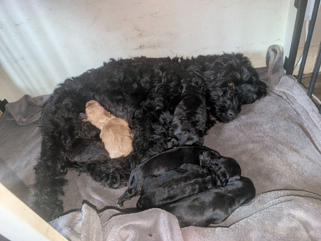 Cockapoo cross cavapoo