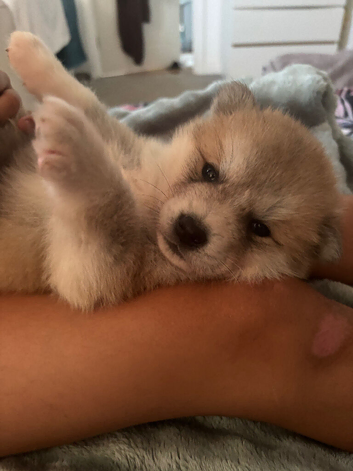 BEAUTIFUL JAPANESE AKITA INU PUPPIES