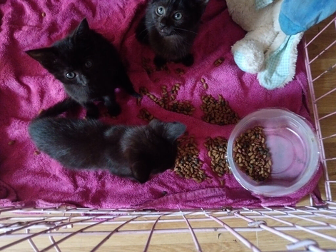 Kittens 10 weeks old looking for homes asap