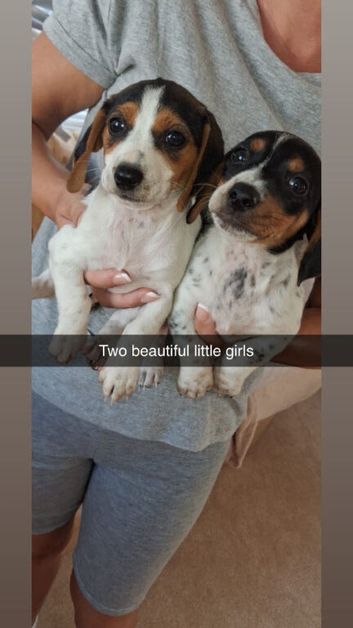Jackshund puppies