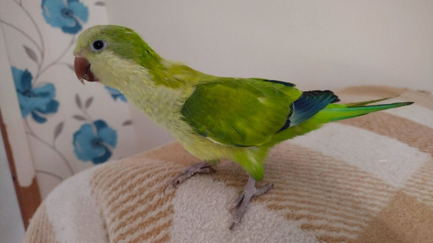 Lime Green Quaker Beautiful Female Very Tame & Talks