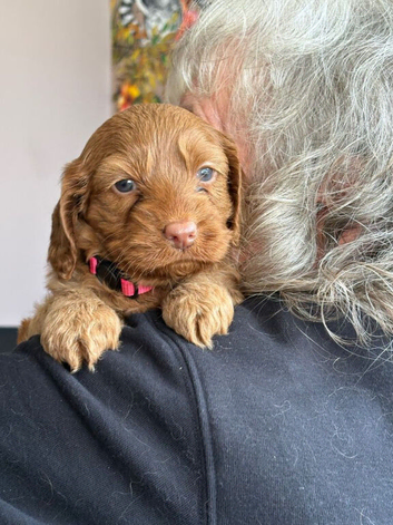 Stunning Red Apricot Cavapoo Puppies Available