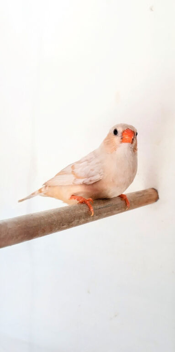 Zebra finch hen bred from triple orange parents