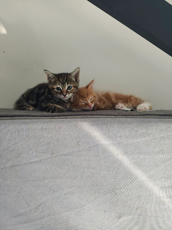 Lovely kitten ask for home