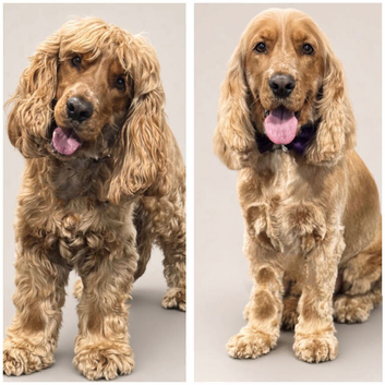 Cocker Spaniel