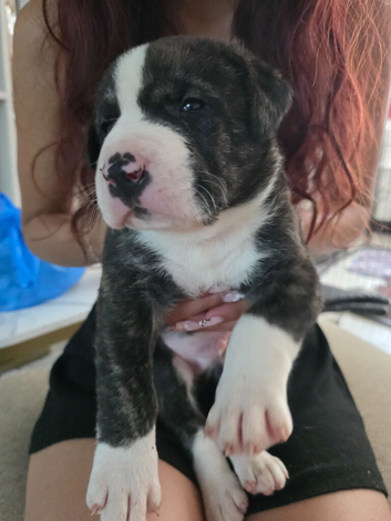 American Akita &times; American Bull Staffy Puppies
