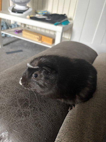 Young baby girls available