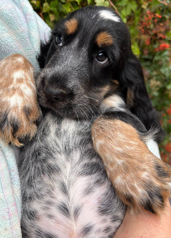 Royal Kennel Club Registered Cocker Spaniels