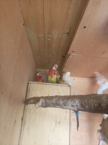 2 baby Golden Mantle Rosellas for sale