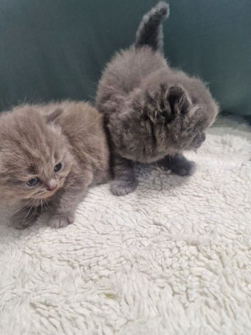 British short haired cross maine coon kittens for sale