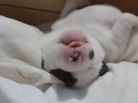Female American akita x bullmastiff