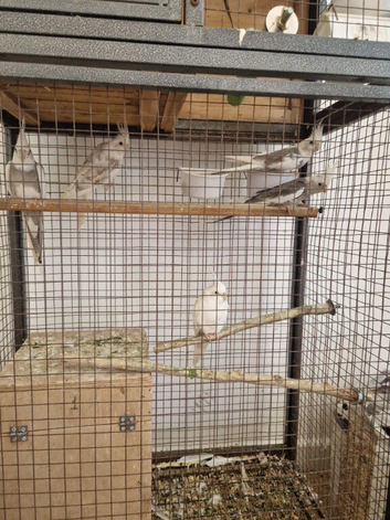 Whitefaced cockatiels