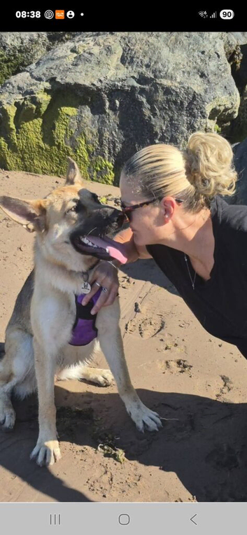1 year old un neutered female GS