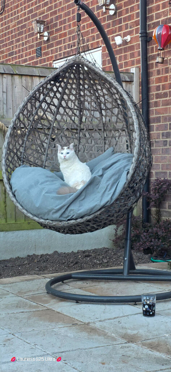 1year old male Ragdoll