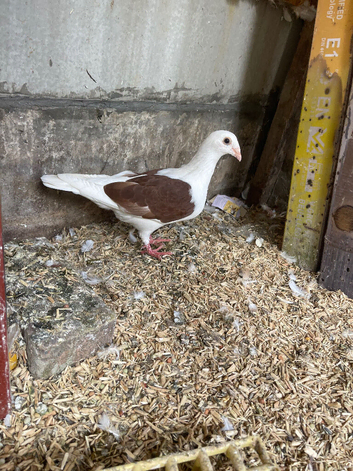 Pigeon