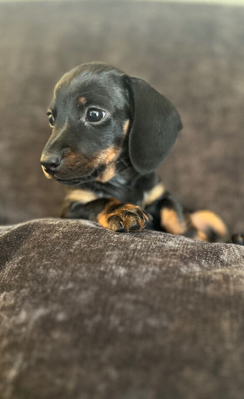 Exceptional Dachshund Puppies