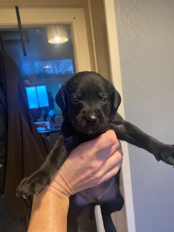 Labrador puppies KC registered