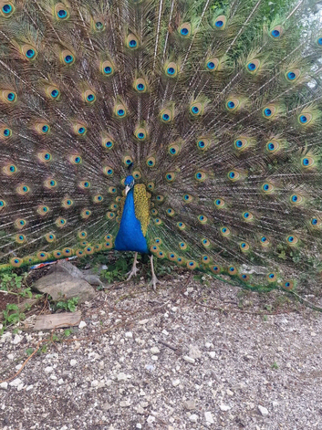 Stunning Black shoulder peacock