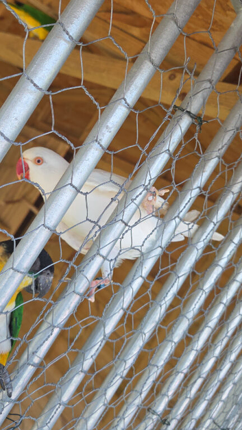 Albino ringneck