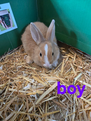 7 baby bunnies