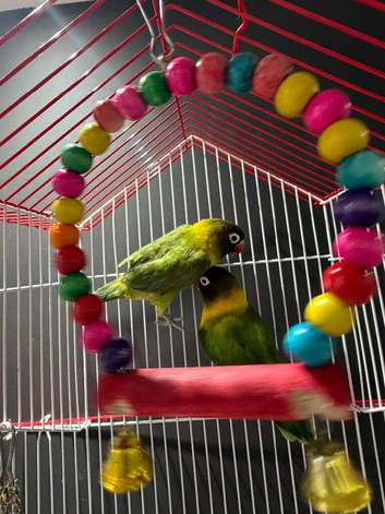 Pair of love birds with cage