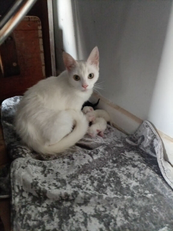 Kittens looking for their forever home